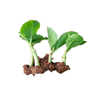 云南昆明斗南绣球花苗无尽夏八仙花四季常开颜色多样20棵可混盆栽