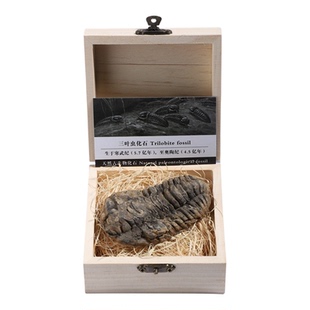 古三叶虫菊石海蚌古海洋古生物化石标本礼盒学校文化教育教学模型