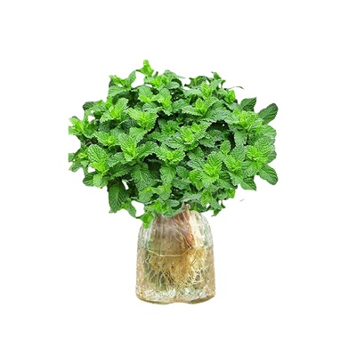 可食用水培薄荷室内桌面驱蚊植物