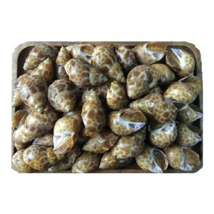 大连海鲜田螺辣炒扁玉螺海猪螺东风螺香螺小海螺猫眼螺冷冻大花螺