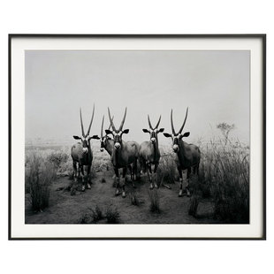 不够艺术 现代黑白摄影装饰画大师小众动物挂画客厅书房墙面壁画