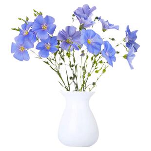 蓝花亚麻花种子室内外盆栽庭院花坛四季播易活多年生蓝紫花卉种籽