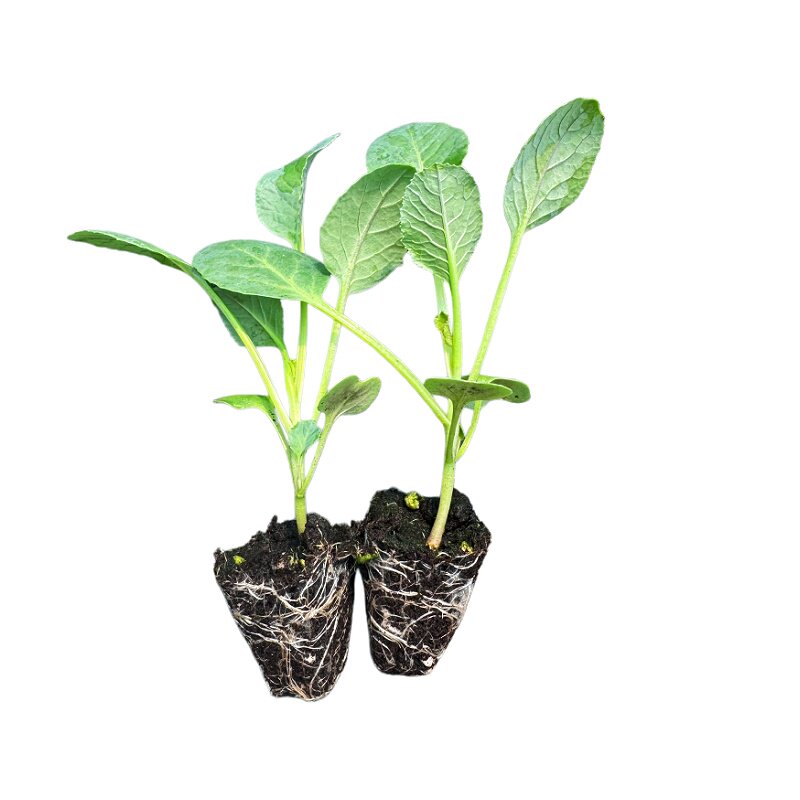 西兰苔菜苗西兰花苔苗蔬菜种苗
