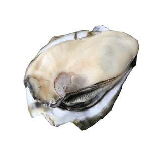 聚蚝福正宗湛江官渡生蚝肉1斤活鲜煲汤500g脆脆白蚝新年美食新鲜