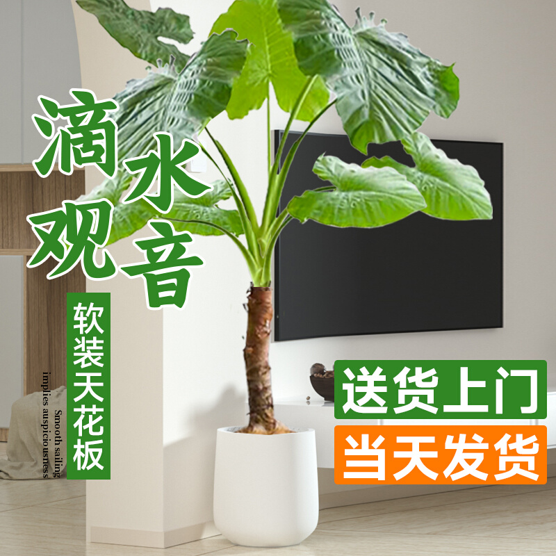 新滴水观音绿植海芋大叶老桩小叶办公水培绿植室内大型客厅盆栽植