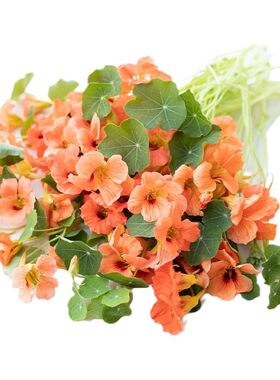 旱金莲花苗阳台易种庭院盆栽