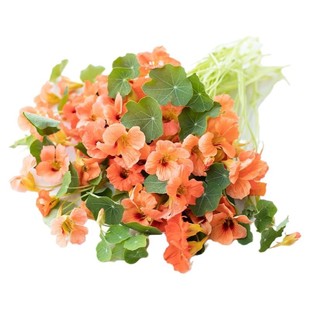 旱金莲花苗幼苗种子苗阿拉斯加垂吊重瓣花叶大苗阳台庭院盆栽冬季