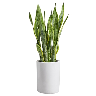 虎皮兰盆栽 金边虎尾兰盆景室内家居办公室净化空气除甲醛绿植