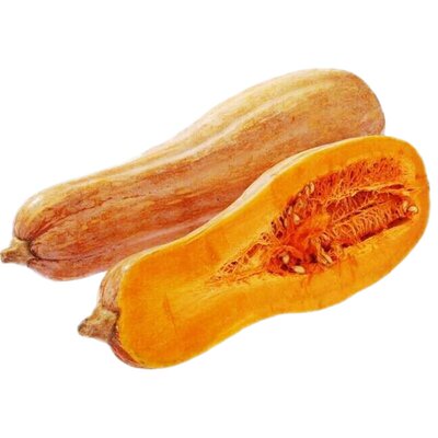 爬满地蜜本南瓜种子早熟高产超甜