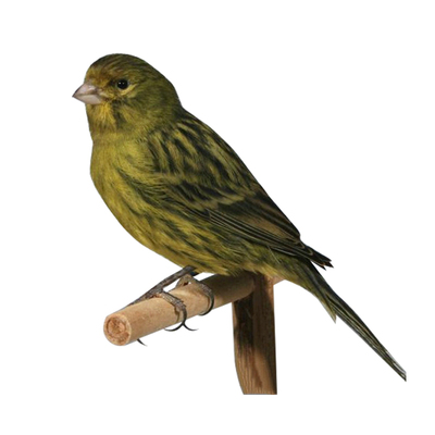 玉鸟活体金丝雀芙蓉鸟鸣唱鸟笼养小鸟山东黄橘黄辣椒红一对包邮