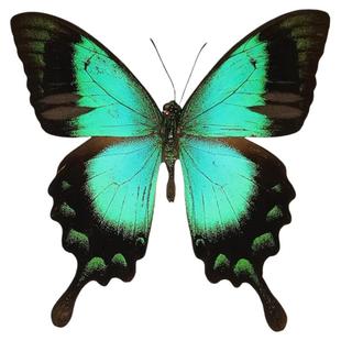 真蝴蝶标本未展翅五斑翠凤蝶Papilio lorquinianus三角袋包装A1A-