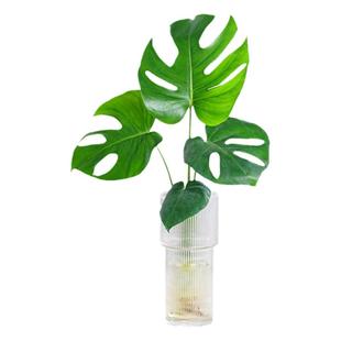龟背竹水培植物盆栽室内客厅好养花卉净化空气办公室绿植发财树