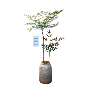 火焰南天竹水养盆栽树苗客厅水培带根真花卉落地盆景绿植物耐寒热