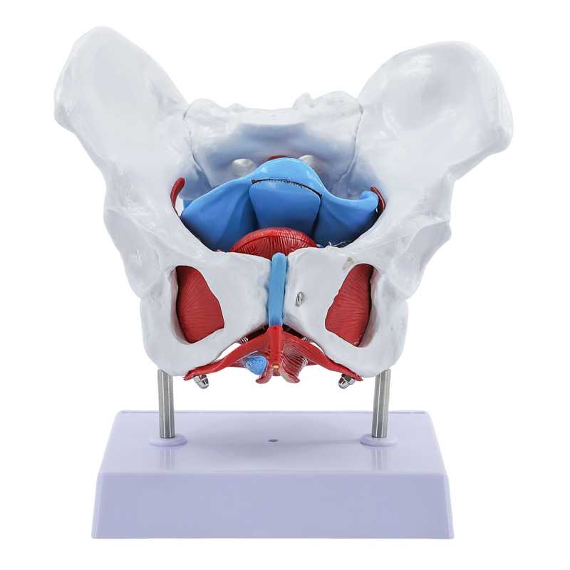 女性骨盆模附盆底肌模型子宫会阴解剖神经血管结构妇产科展示