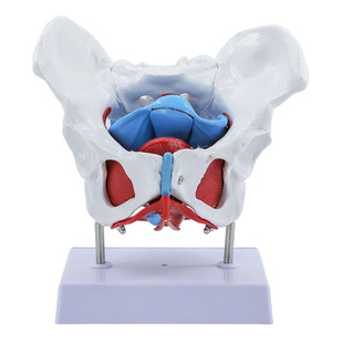 正品女性盆底肌模型 子宫会阴解剖 神经血管 结构妇产科展示骨盆