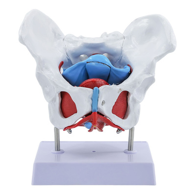 美善模型子宫骨盆神经血管展示