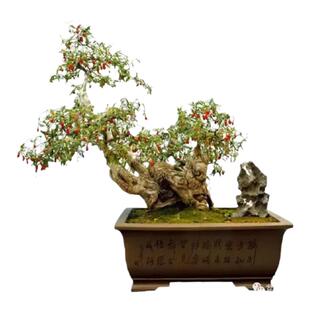 枸杞树苗食用枸杞叶苗大叶枸杞苗种植苗南方新鲜蔬菜枸杞子盆栽