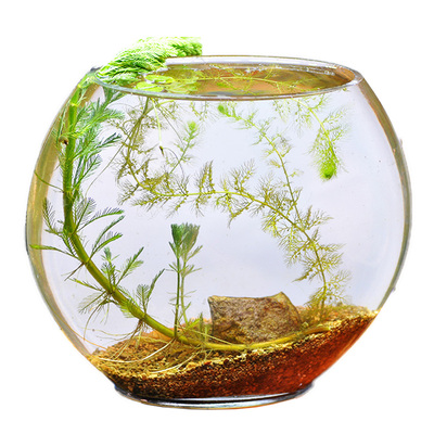 黄花狸藻小虫草堂水生捕蚊子幼虫