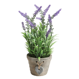 薰衣草盆栽耐寒开花庭院花园宿根花卉不适合室内养室外好养地种好