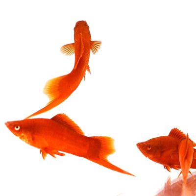 胎生鱼直接生小鱼红剑鱼红玛丽鱼