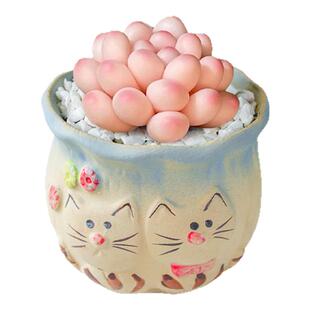 桃蛋多肉植物高端小盆栽带陶瓷花盆稀有精品办公室内客厅桌面摆件