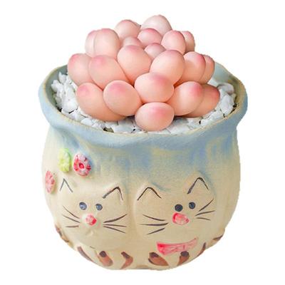 桃蛋多肉植物高端小盆栽带陶瓷花盆稀有精品办公室内客厅桌面摆件