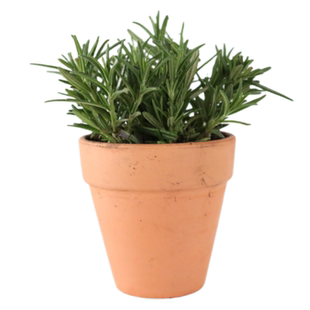 9种迷迭香可选直立阔叶匍匐香草盆栽提神驱蚊西餐牛排庭院阳台