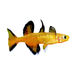 燕子美人橘色珍珠燕子阿鲁珍珠燕子甜心燕子草缸混养小型鱼包邮