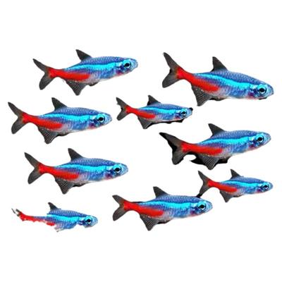 红绿灯鱼热带观赏鱼小型灯科鱼孔雀鱼斑马鱼宝莲灯鱼淡水鱼群游鱼