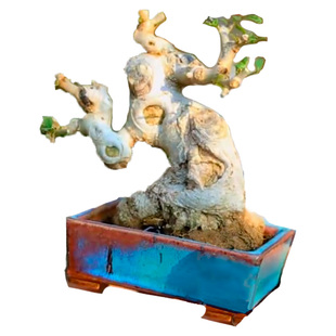 精品对节白蜡老桩矮霸造型盆景小品微型盆栽树桩熟桩茶桌室内植物