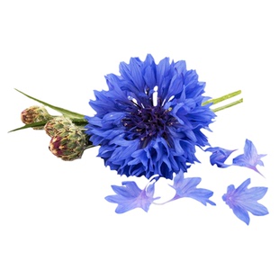 矢车菊种子播种四季易种室内花卉种子阳台盆栽秋播庭院花籽