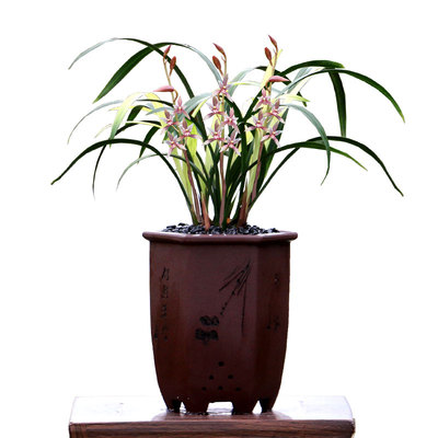 喜花里市长红带花四季建兰红花