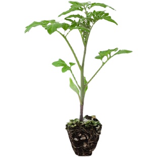 蔬菜苗番茄秧苗圣女果苗辣椒苗老品种西红柿各种茄子秧苗四季种植