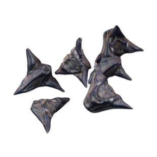 鬼见愁中药材静萱正品野生黑菱角壳鬼见愁粉鬼不缠乌菱干风菱水栗