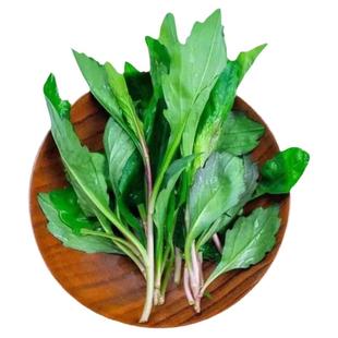 野生马兰头种子食用野菜四季播易种鸡毛菜菜园阳台盆栽马齿苋种子