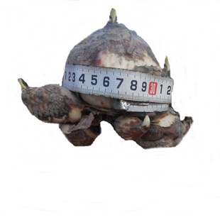 漳州名产水仙花种球大球水培室内外花卉单瓣大花王26-28cm2粒一盒