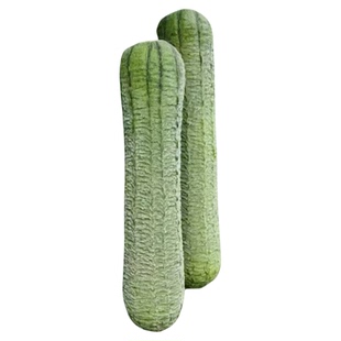 春秋1号丝瓜种子肉丝瓜种籽四季大春早熟蔬菜丝瓜种孑农家丝瓜籽