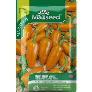 【新品推荐】进口墨西哥南瓜香料辣椒观赏高产阳台盆栽四季种子籽