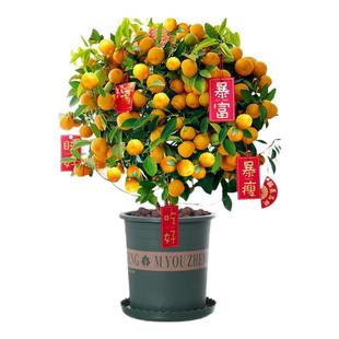 四季金桔盆栽花卉绿植室内客厅办公室旺宅植物可食用金橘树苗易活