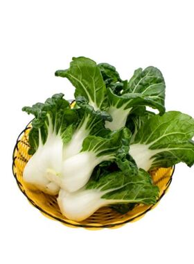 【南瓜尖种子】香甜藤茎南瓜苗温度适宜四季春季种植四季蔬菜种子