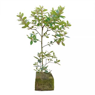 桃金娘树苗捻子果苗山菍子树地稔子小苗常绿南方北方种植庭院盆栽