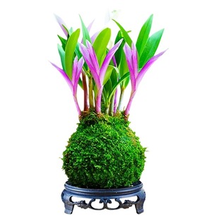 净化空气七彩香水石斛兰新品水培开花浓香室内桌面绿植盆栽花卉