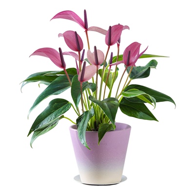 紫掌齐祖一帆风顺带苞好养盆栽