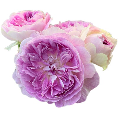 天狼月季玫瑰蓝紫色花灌木日系