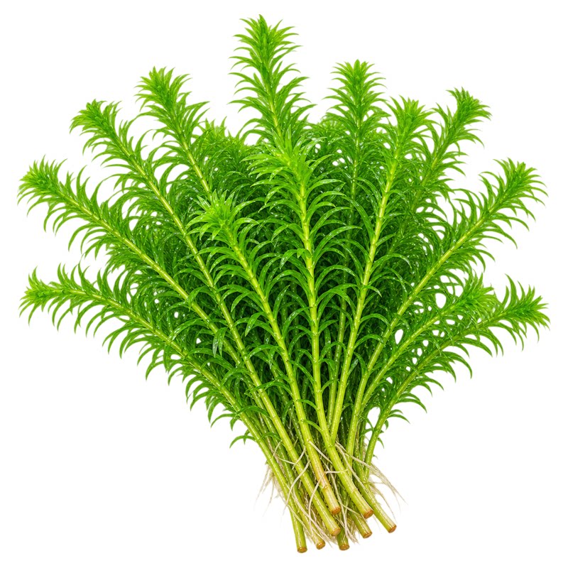 金鱼藻蜈蚣草高品质蜈蚣草