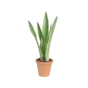 雪纹蓝龙蓝剑泰国进口品种稀有虎皮兰植物吸甲醛净化空气带盆栽好