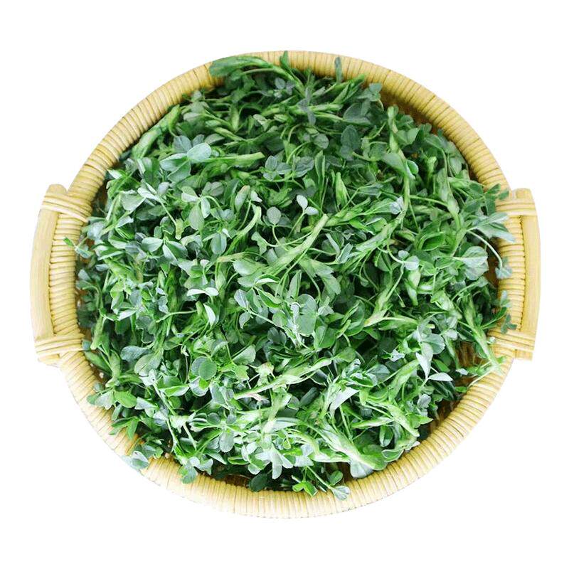 陕西头茬新鲜苜蓿菜正宗现摘蔬菜当季农家食用山野菜苜蓿芽苜蓿草