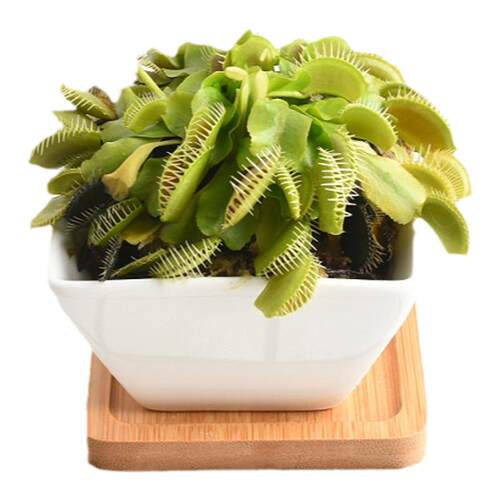 食虫植物