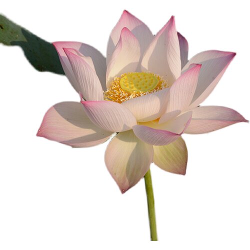 碗莲乌托邦-冬荷8号/冬8/冬八 中大型/可中 水生花卉观赏荷花种藕