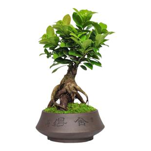 小叶榕树室内常青盆栽绿植人参榕造型树桩盆景桌面好养观叶小植物